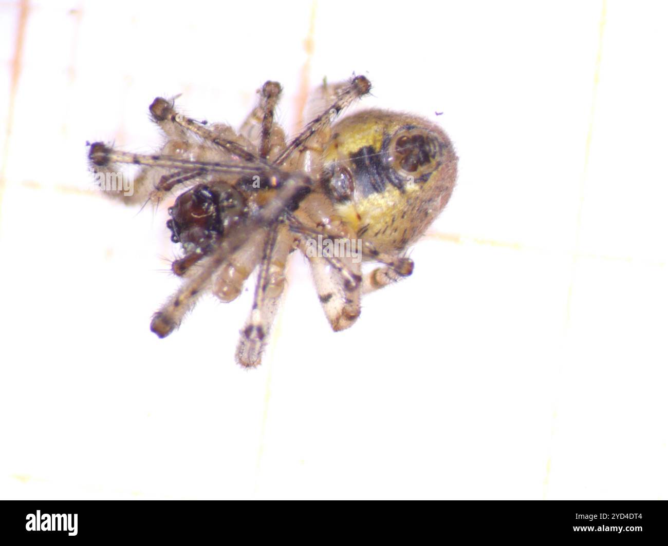 Silberseitige Sektorspinne (Zygiella x-notata) Stockfoto