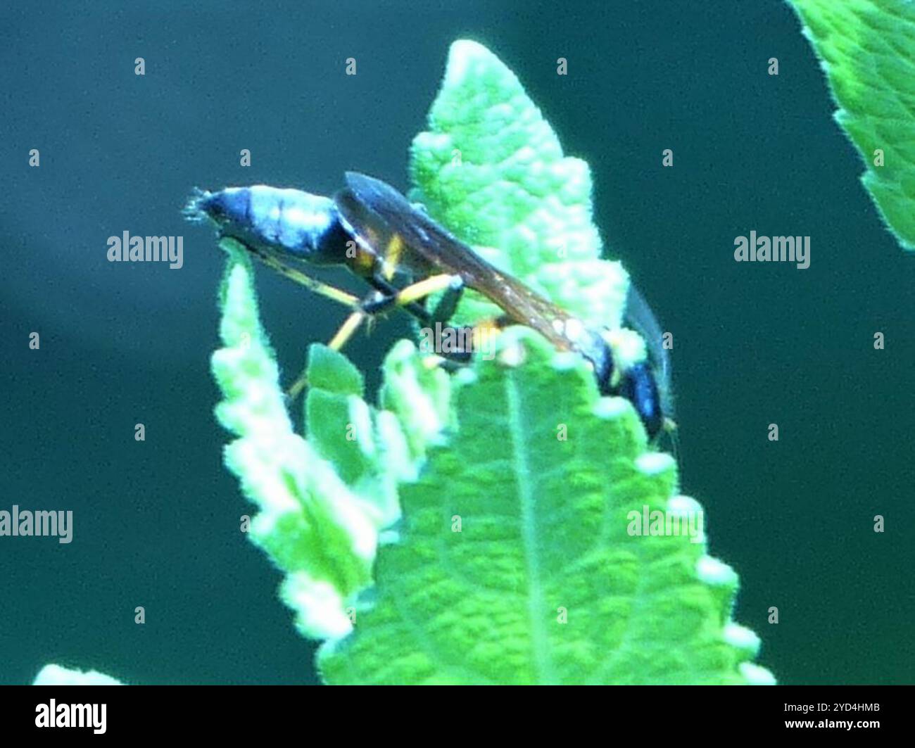 Gelbbeinige Schlamm-Dauber-Wasp (Sceliphron caementarium) Stockfoto