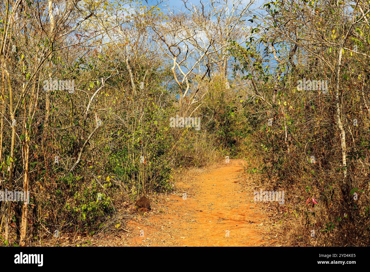 Schotterpfad umgeben von der dichten trockenen und verwinkelten Vegetation Stockfoto