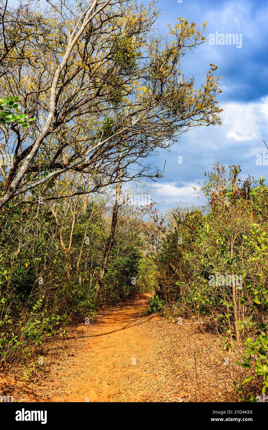 Schotterweg umgeben von dichter trockener Vegetation Stockfoto