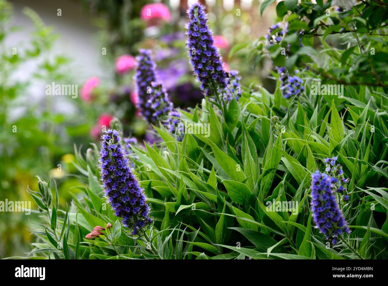 Echium candicans, Stolz auf Madeira, Blume, Blumen, Blüte, Blumenspitze, Blumenspitzen, dichte Blumen, Biennale, blaue lila Blumen, Garten, Gärten, Garde Stockfoto