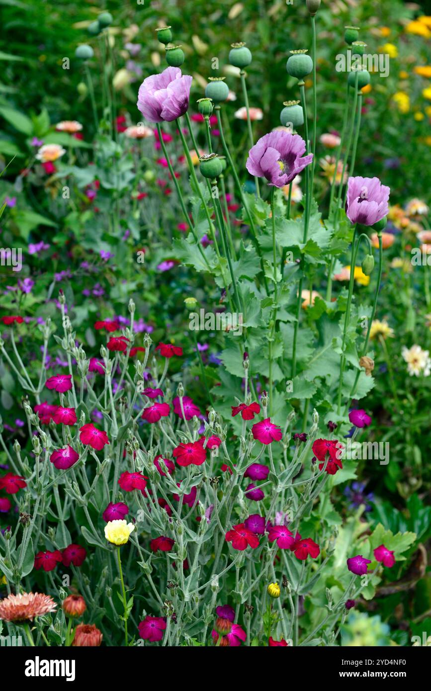 Lychnis Coronaria Gärtner's World, lila Mohn, rot lila blühende Kombination, lila, Blüte; Blüte; Blumen; Garten; Gartenarbeit; Garde Stockfoto