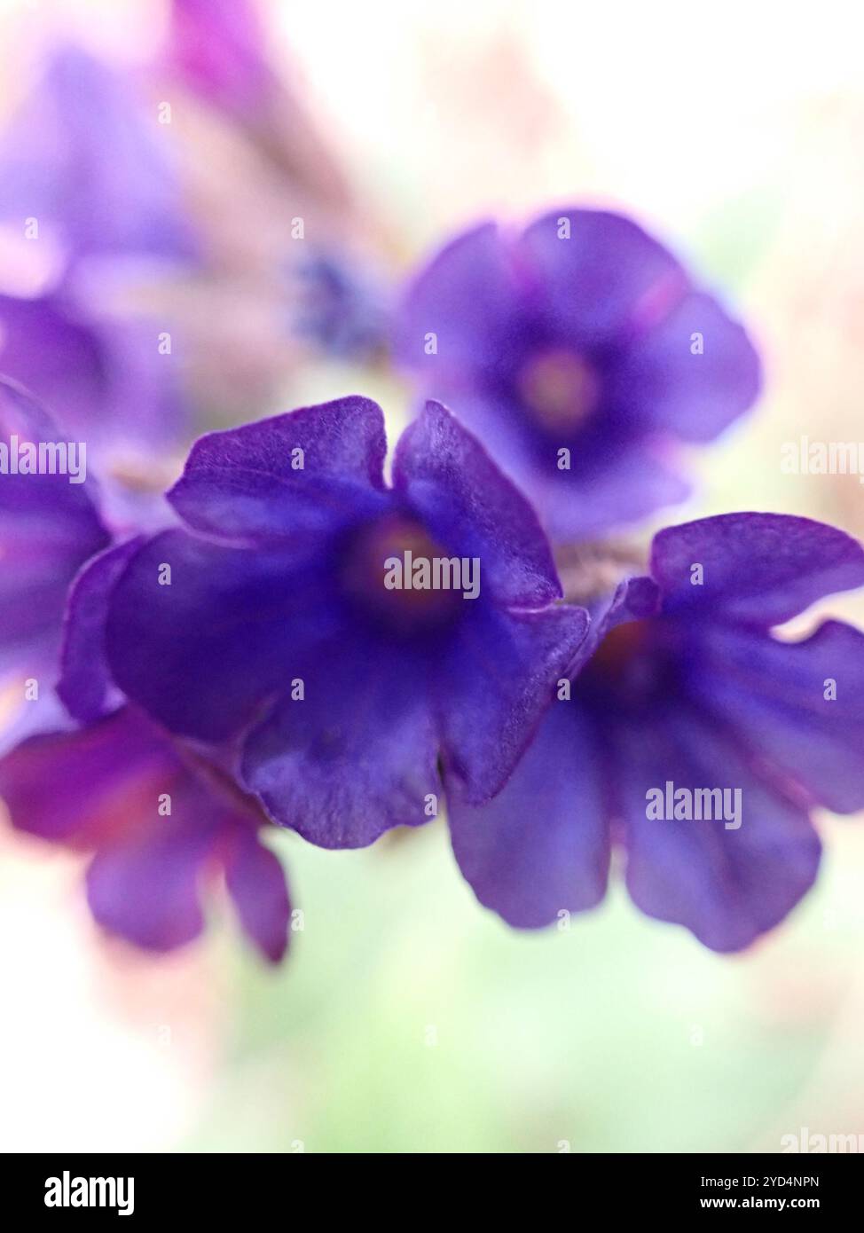 Schmalblättriges Lungenkraut (Pulmonaria longifolia) Stockfoto