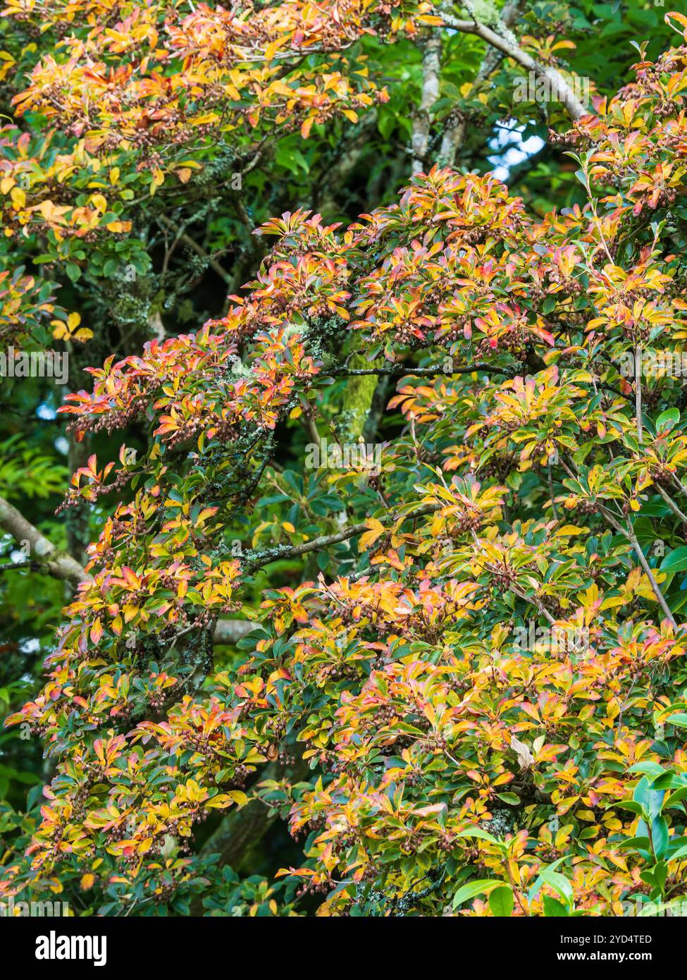 Rot-orange Herbstlaub und Samenkapseln des harten kleinen Baumes Enkianthus campanulatus Stockfoto