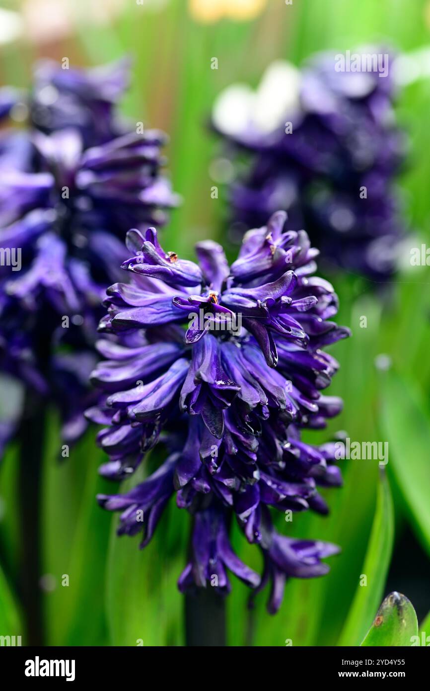 hyacinthus orientalis dunkle Dimension, dunkelblaue lila Blüten, Duft, duftende Blüten, Blüte, Frühlingszwiebeln, RM Floral Stockfoto