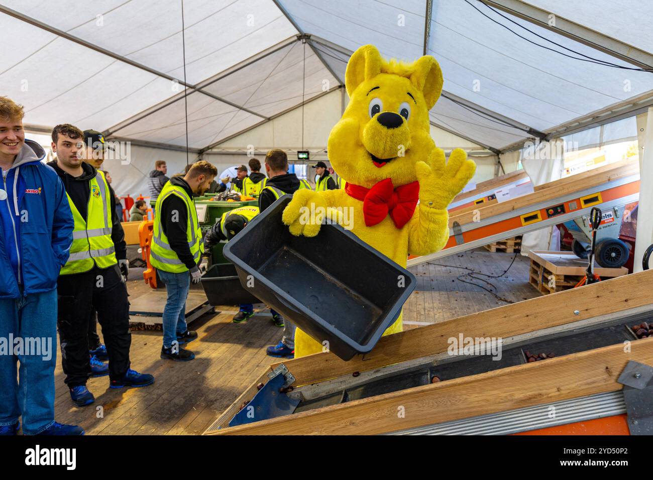 Kastanienaktion bei HARIBO, Grafschaft - 25.10.2024 der Goldbär begrüßt die kleien und großen Fans - bei der traditionellen Kastanienaktion am Werksgelände von HARIBO in der Grafschaft nahe Bonn können Kastanien und Eicheln gegen Süsswaren von HARBIO eingetauscht werden, die Wildgehegen zur Verfügung gestellt werden. Es werden an zwei Tagen etwa 10,000 tauschwillige Kinder und Erwachsene erwartet. Grafschaft Rheinland-Pfalz Deutschland *** Kastanienkampagne in HARIBO, Grafschaft 25 10 2024 der Goldbär begrüßt kleine und große Fans bei der traditionellen Kastanienkampagne in der HARIBO-Fabrik si Stockfoto