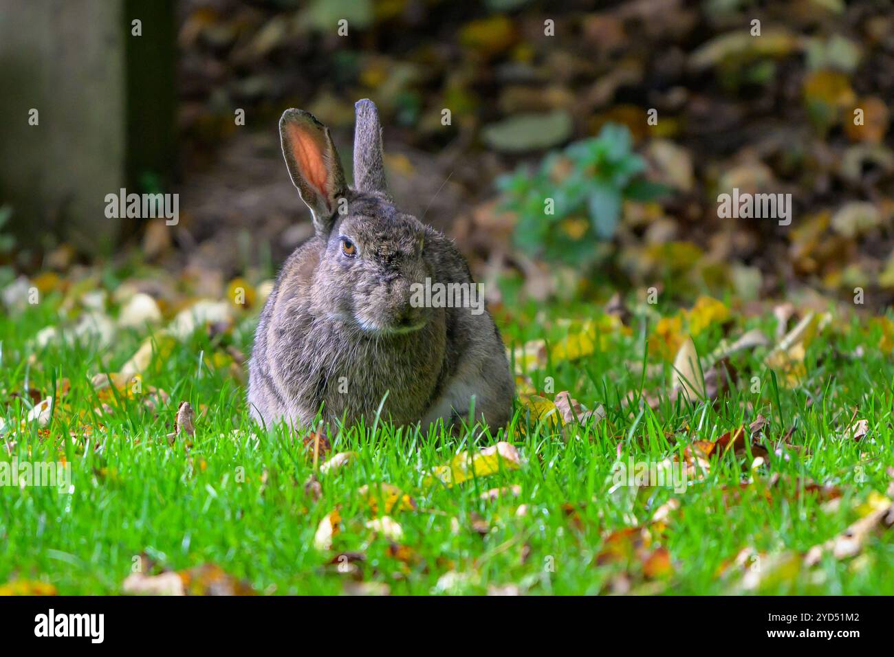 Wildes Kaninchen, das auf einer Wiese sitzt Stockfoto