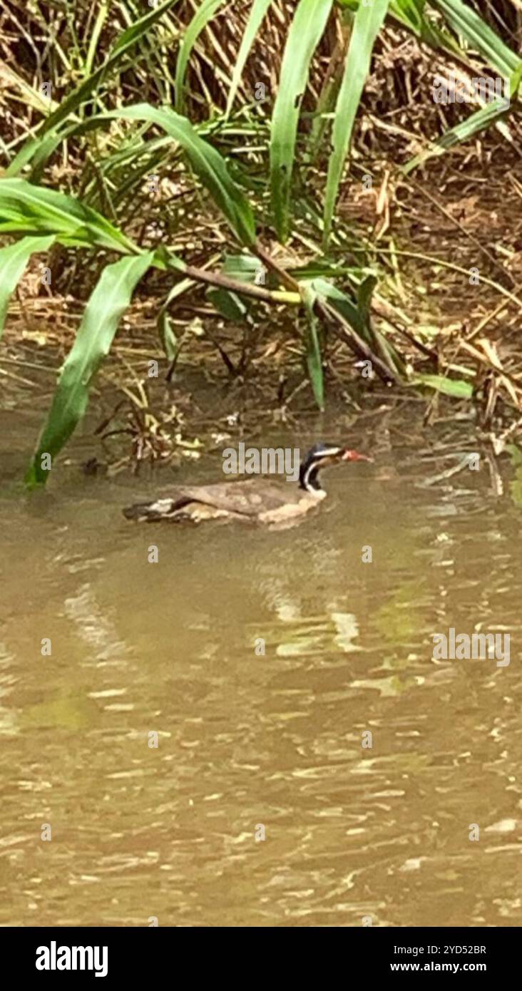 Sonnengrebe (Heliornis fulica) Stockfoto