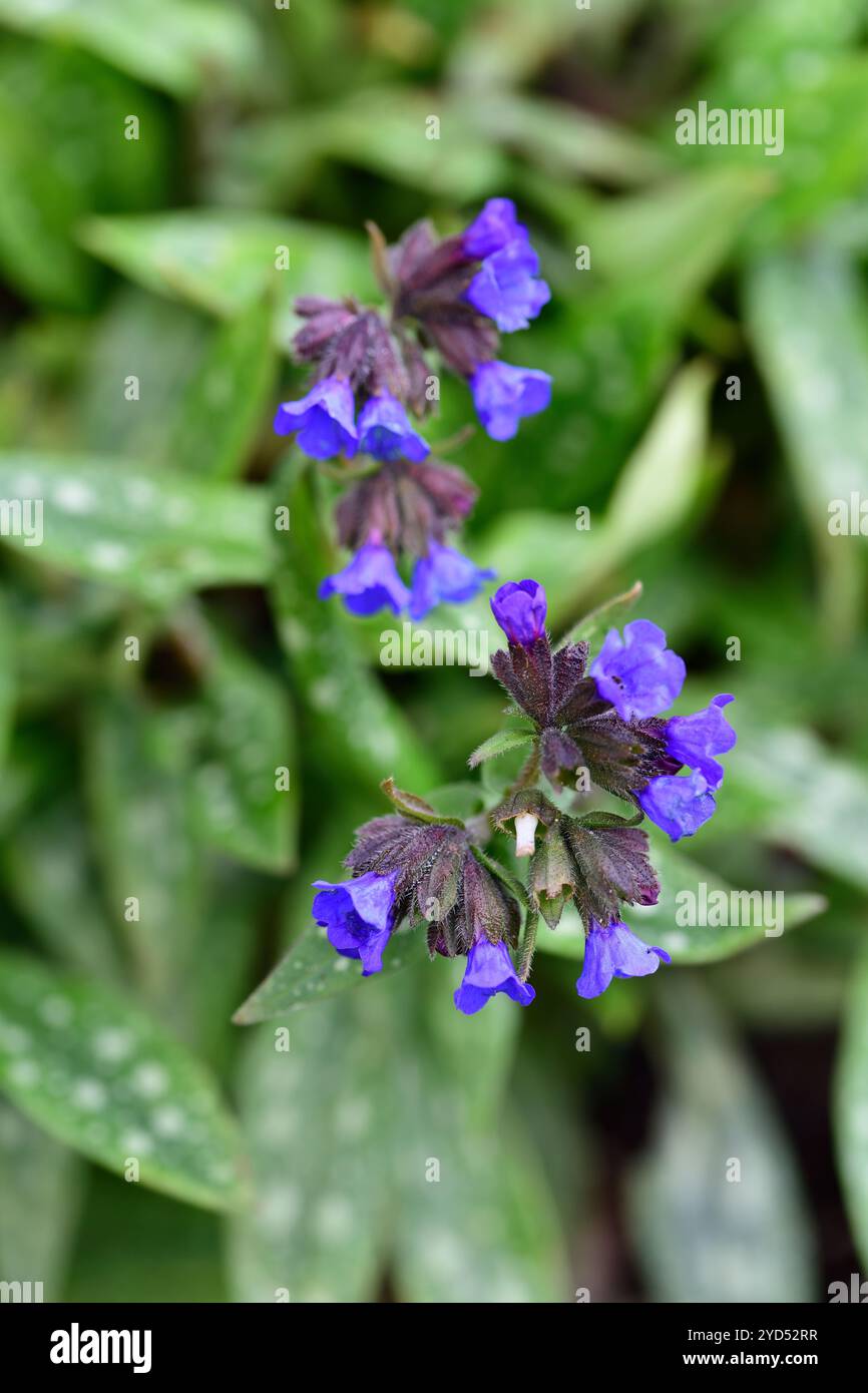 Pulmonaria longifolia Ballyrogan Blau, melierte Blätter, meliertes Laub, Waldgarten, Schatten, Schatten, Schatten, schattig, blaue Blumen, RM Floral Stockfoto
