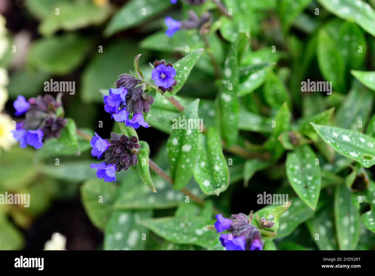 Pulmonaria longifolia Ballyrogan Blau, melierte Blätter, meliertes Laub, Waldgarten, Schatten, Schatten, Schatten, schattig, blaue Blumen, RM Floral Stockfoto