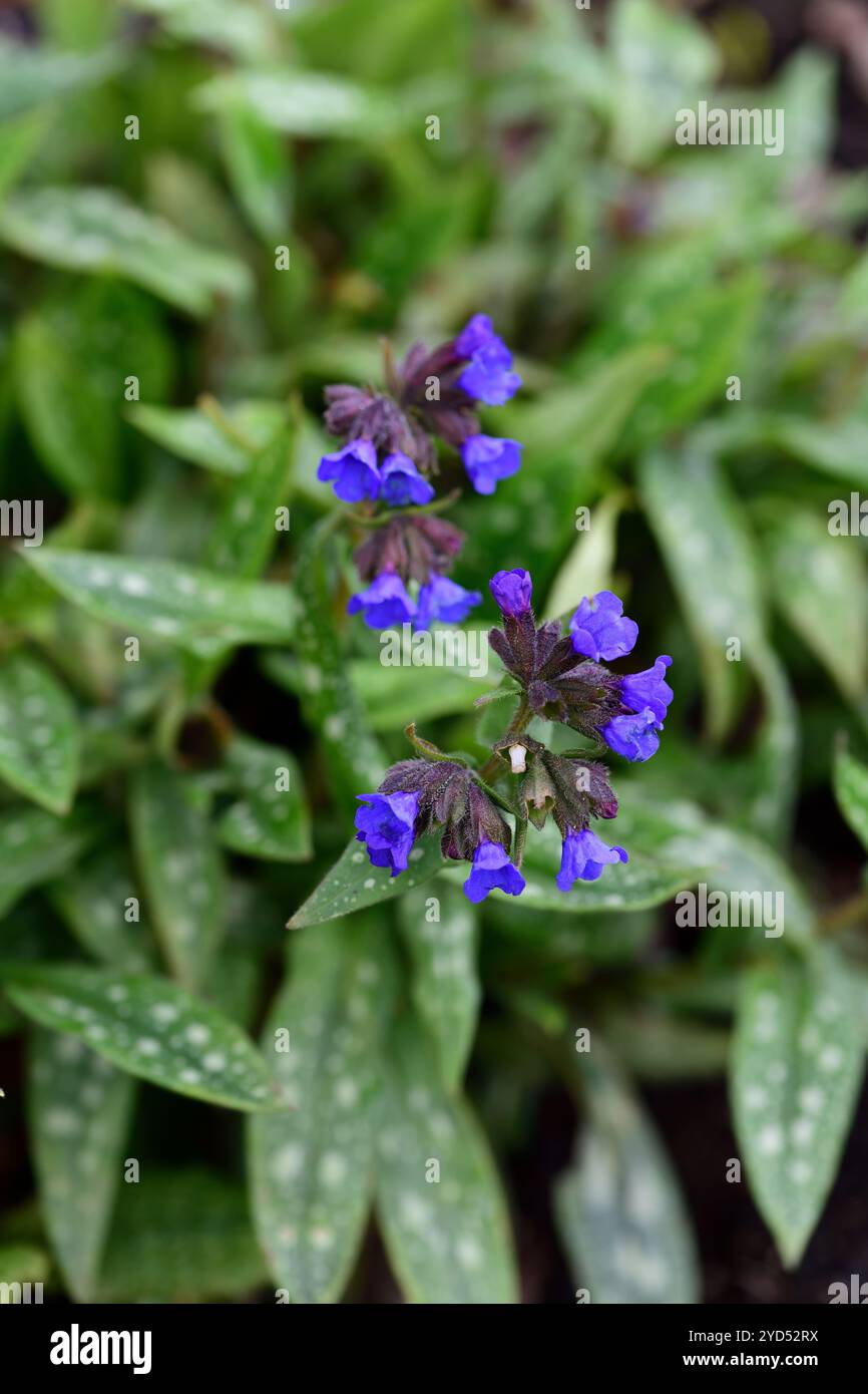 Pulmonaria longifolia Ballyrogan Blau, melierte Blätter, meliertes Laub, Waldgarten, Schatten, Schatten, Schatten, schattig, blaue Blumen, RM Floral Stockfoto