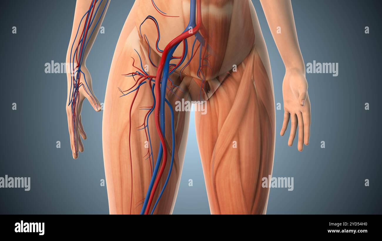 Frühe disseminierte Lyme-Borreliose-Animation Stockfoto