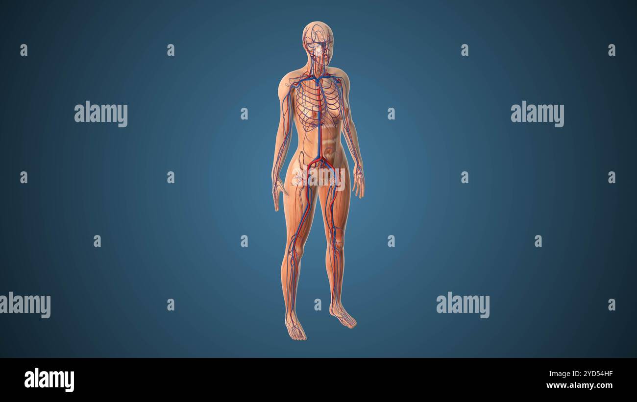 Animation der frühen Verbreitung der Lyme-Borreliose Stockfoto