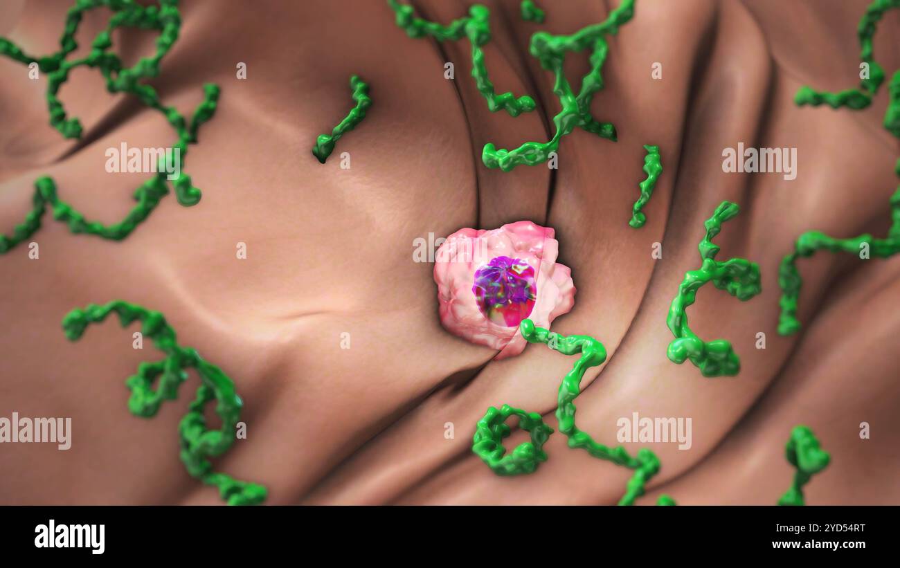 Lyme-Borreliose-Virus Angriff auf Immunzellen Stockfoto