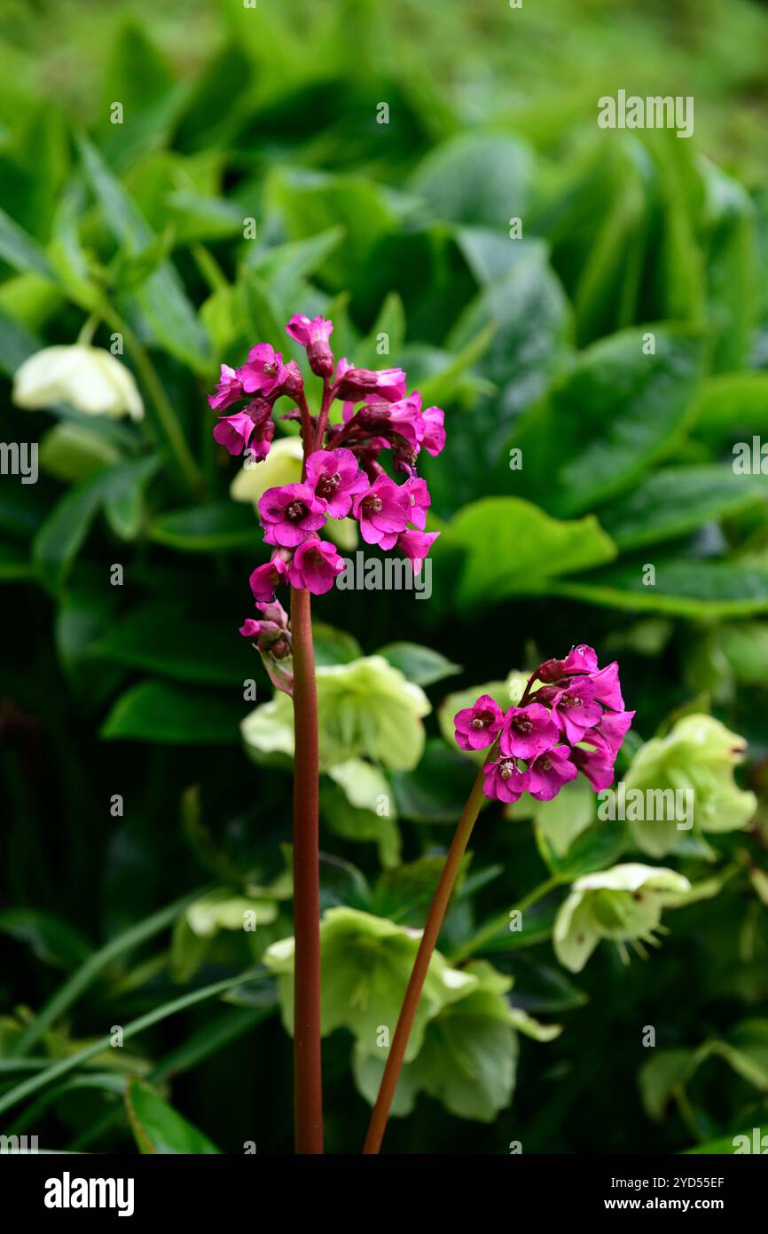 bergenia eroica, immergrüne Blätter, immergrüne Blätter, PigSqueak, immergrün, Blätter, lila rot, Blumen, Blüte, Blüte, Frühling, Waldgarten, Schatten, Stockfoto