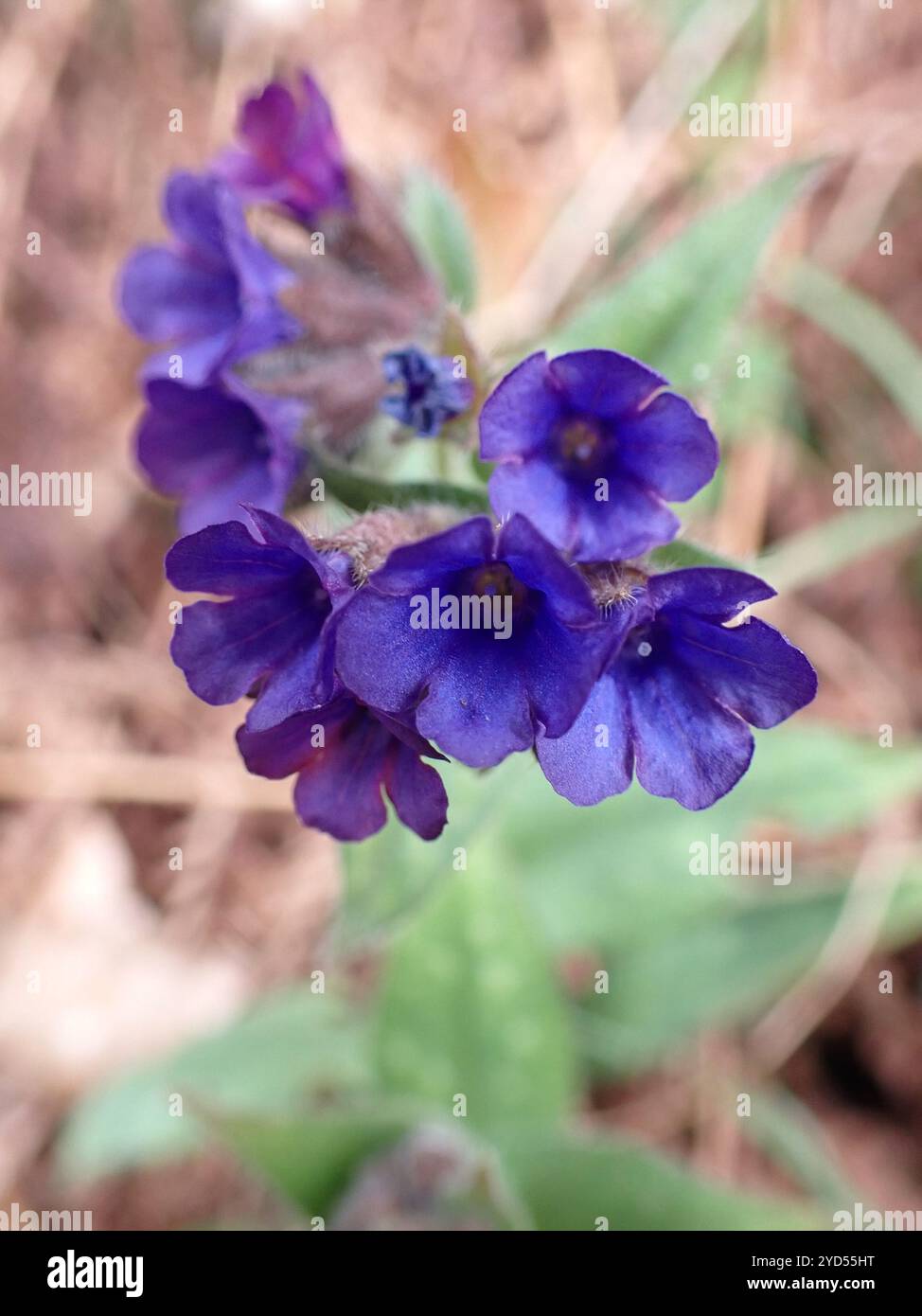 Schmalblättriges Lungenkraut (Pulmonaria longifolia) Stockfoto