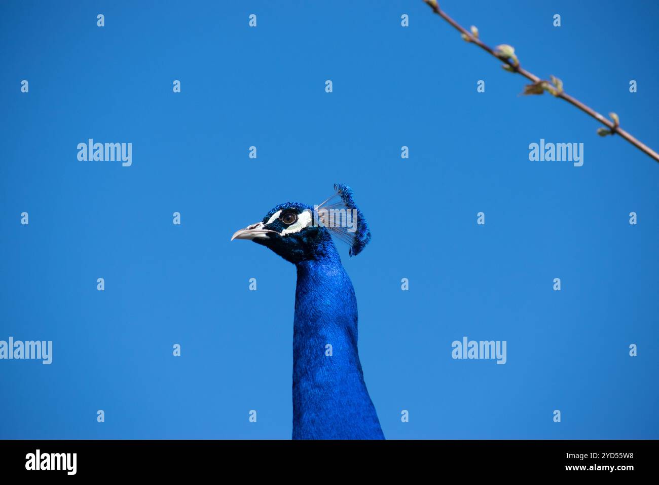 Blauer Himmel Hintergrund und Pfauenkopf Stockfoto