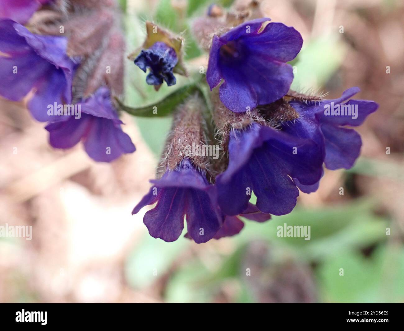 Schmalblättriges Lungenkraut (Pulmonaria longifolia) Stockfoto
