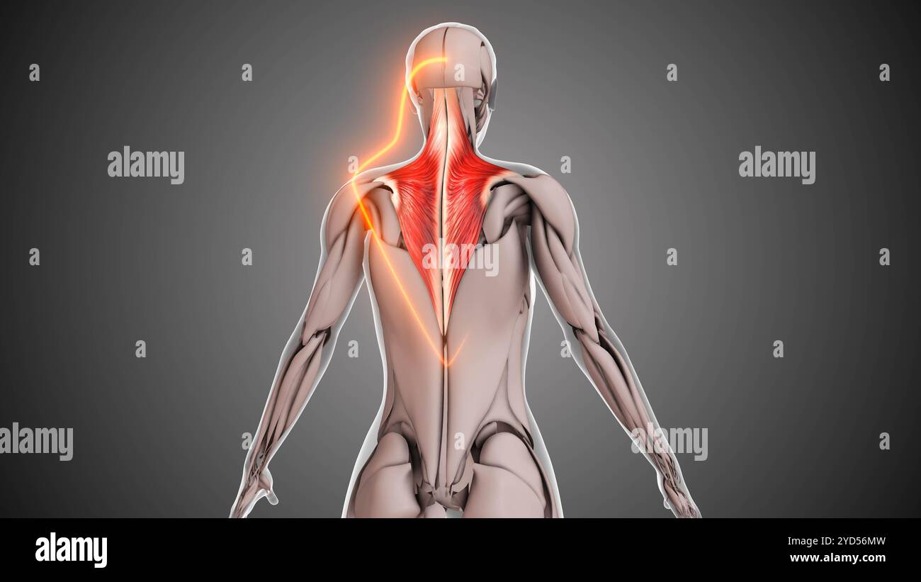 Animation der Trapezmuskulatur Stockfoto