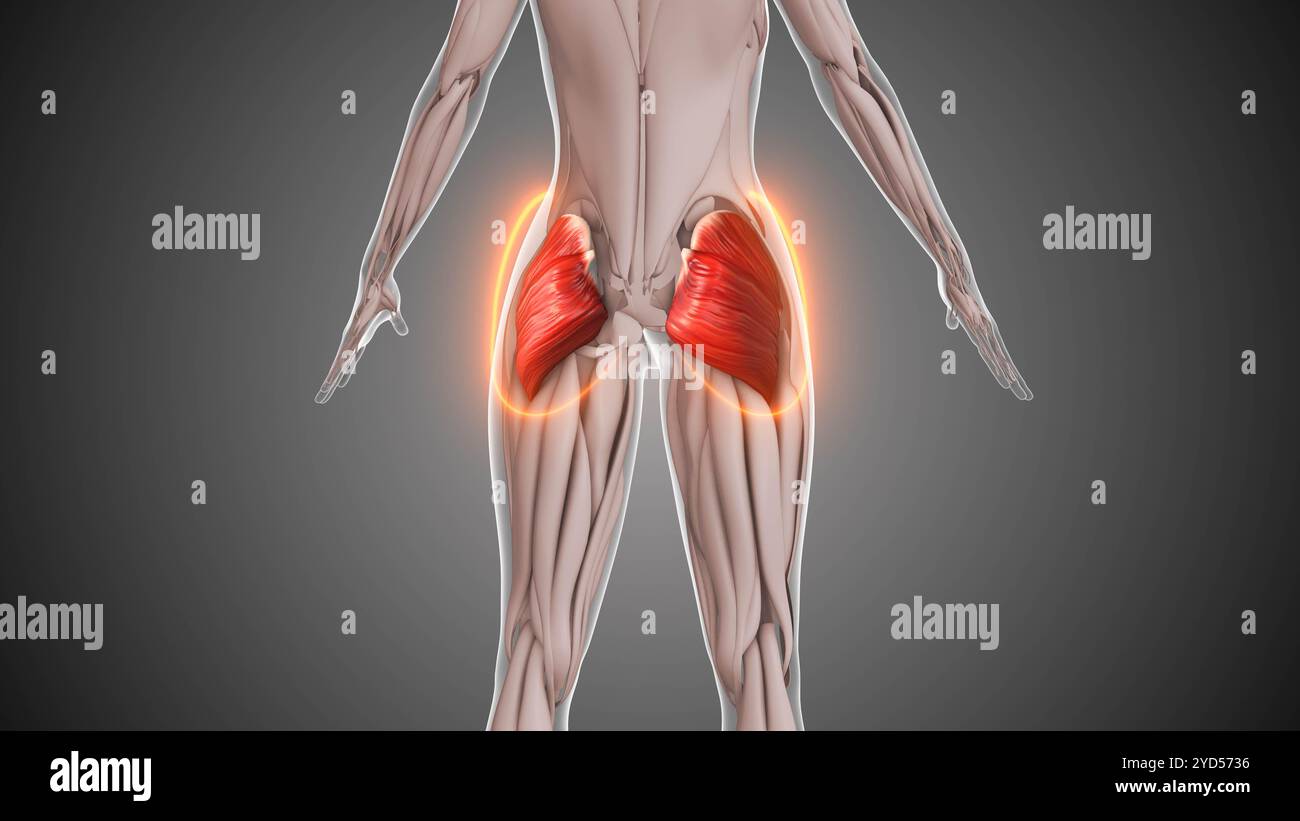 Animation der Gluteusmuskulatur Stockfoto Animation der Gluteusmuskulatur Stockfoto