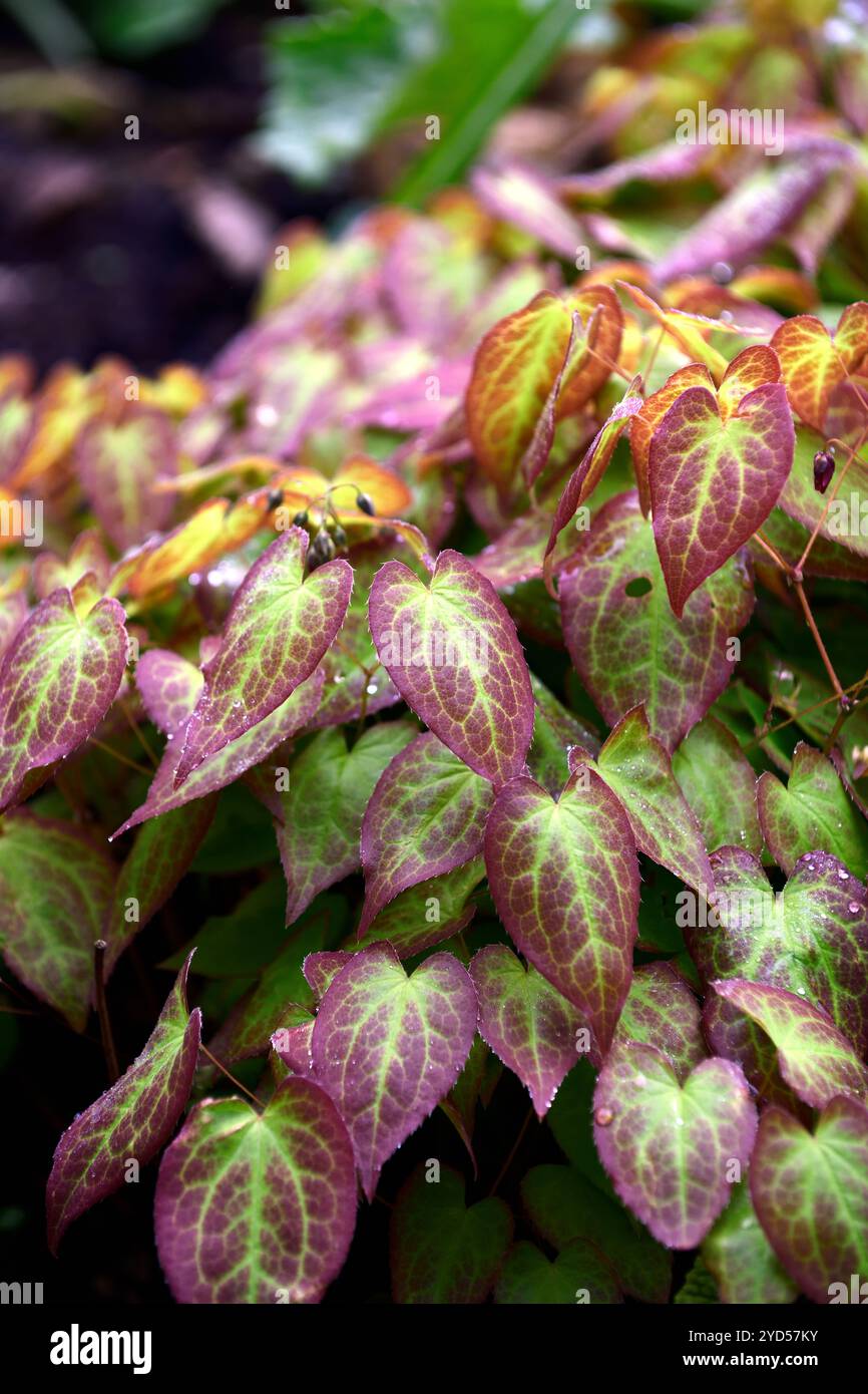 Epimedium x Rubrum, Rotes Barrenkraut, rote Blumen, rote Blume, Blüte, Blätter, Laub, Schatten, Schatten, schattiger Garten, Waldgarten, Gärten, RM Floral Stockfoto