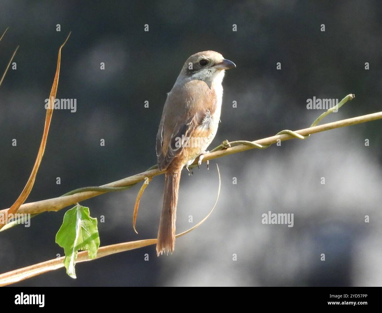 Graue Krabbe (Lanius tephronotus) Stockfoto