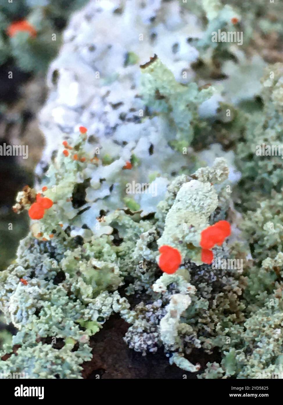 Britische Soldatenflechte (Cladonia cristatella) Stockfoto