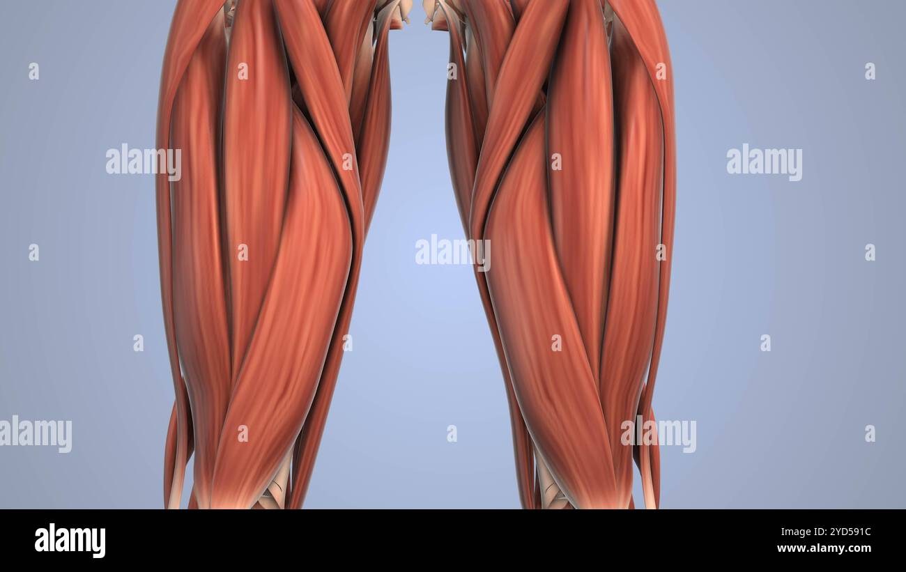 Gluteusmuskelanatomie medizinische Animation Stockfoto