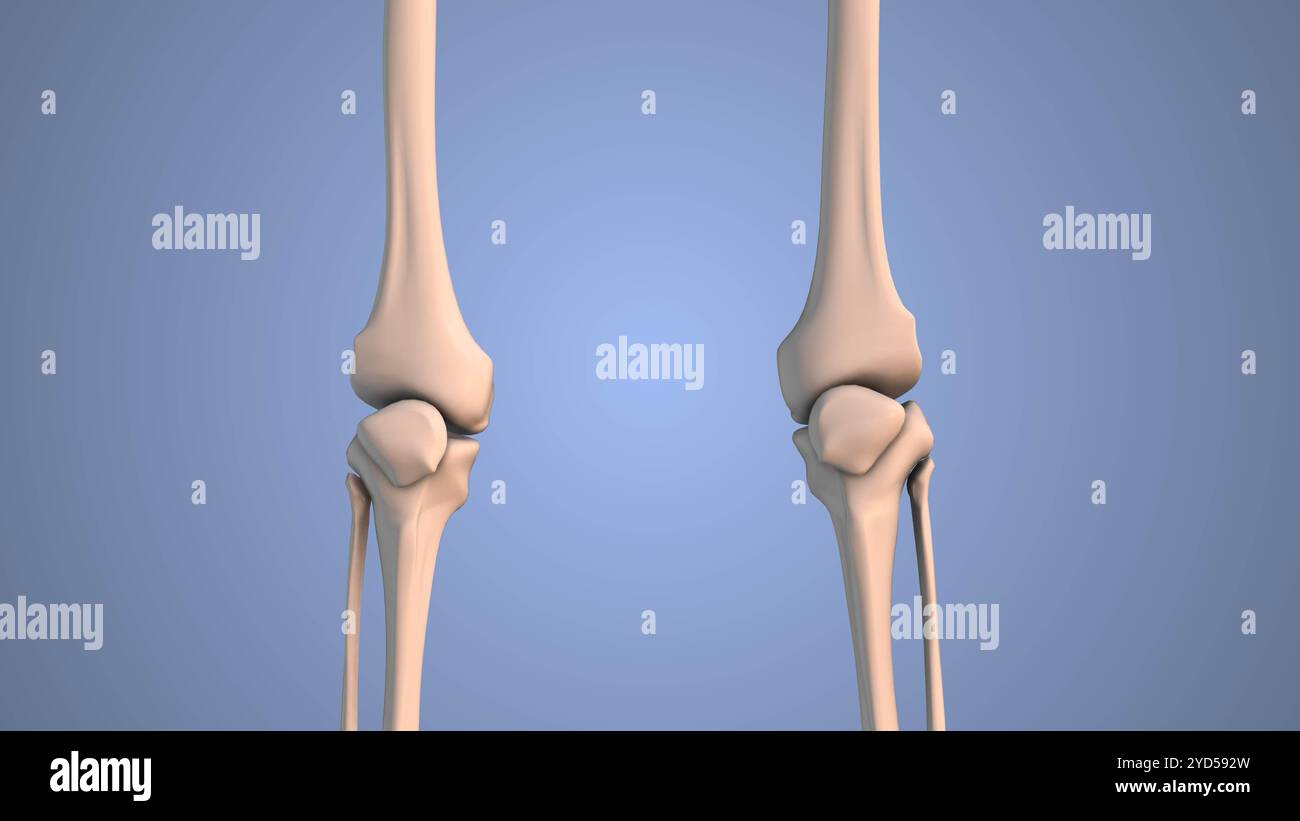 Das medizinische Konzept des Skelettsystems am menschlichen Bein Stockfoto