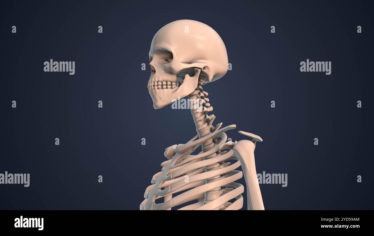 Skelettsystem im menschlichen Körper Stockfoto