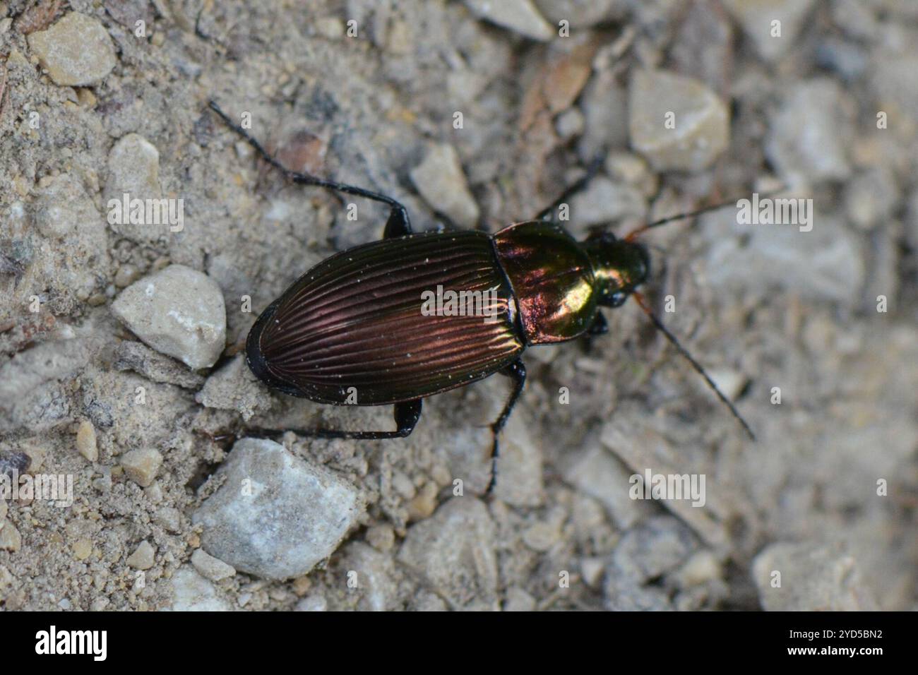 (Poecilus cupreus) Stockfoto