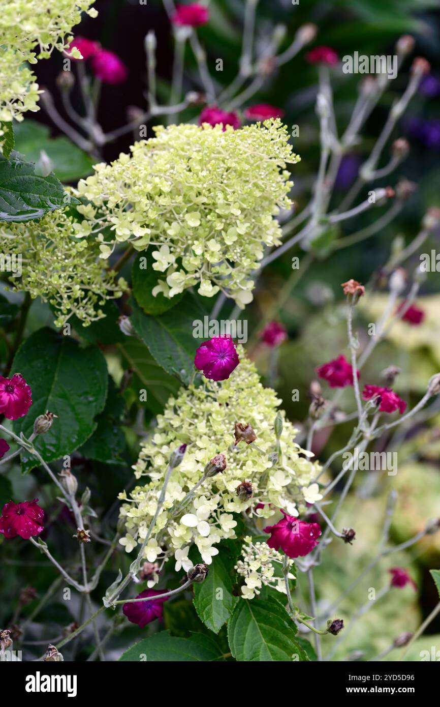 hortensie paniculata, Lychnis Coronaria Gärtner's World, Hortensie und Lychnis, weiße Panicles und rote Blumen, gemischtes Pflanzschema, RM Floral Stockfoto