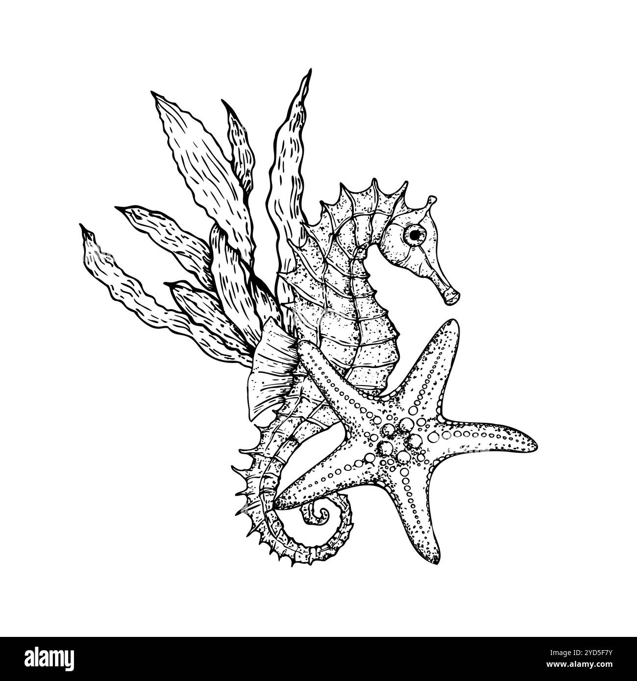 Vektorzusammensetzung. Muscheln, Kieselsteine, Seesterne, Korallen. Handgemalte Seetang, Laminaria. Grafik-Rock-Clip-Art isoliert auf Hintergrund. Unterholz Stock Vektor