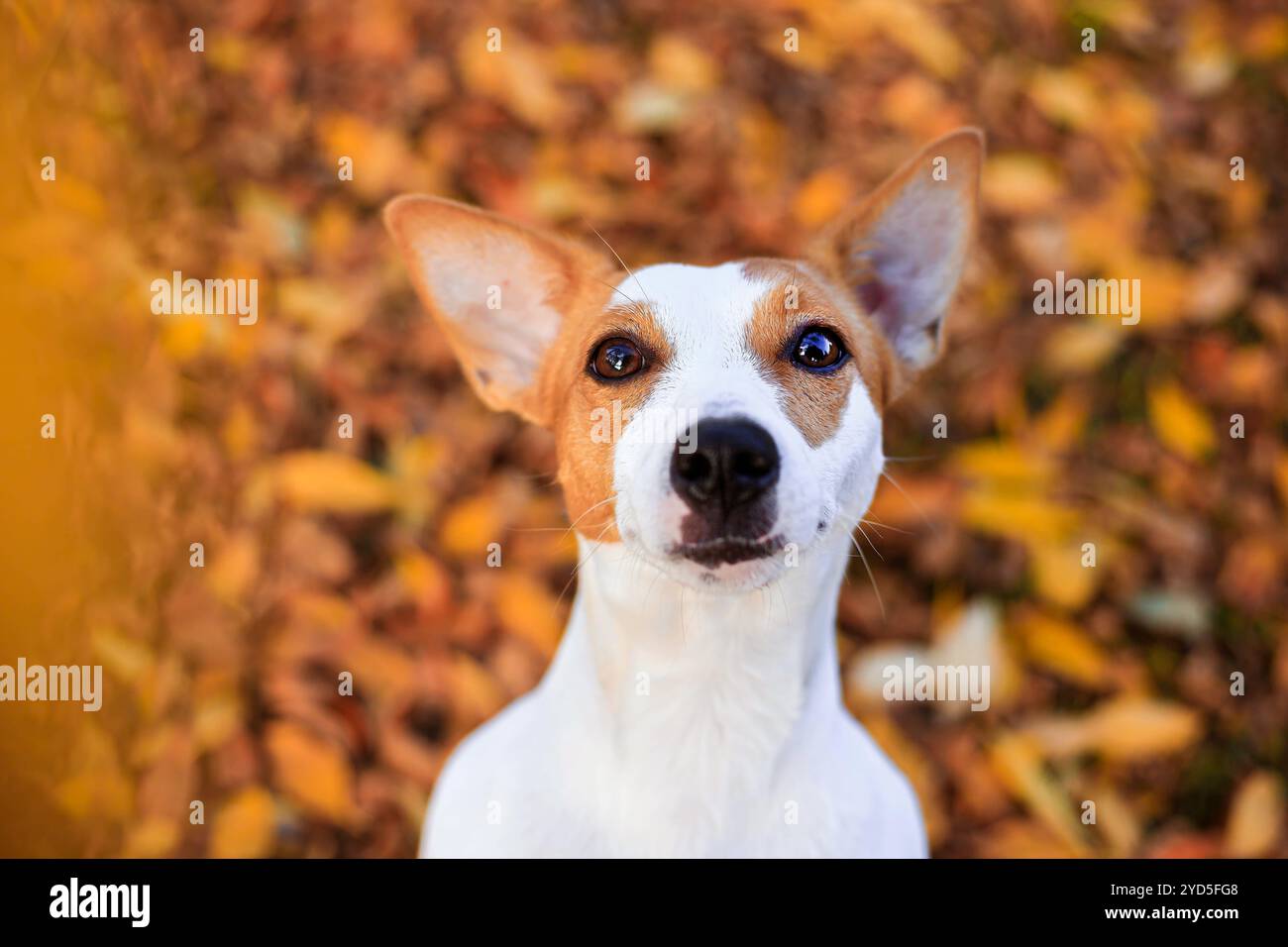 Porträt eines Jack Russell Hundes. Der süße Hund ist jung. Fotos für Notizbücher. Ein Haustier Stockfoto