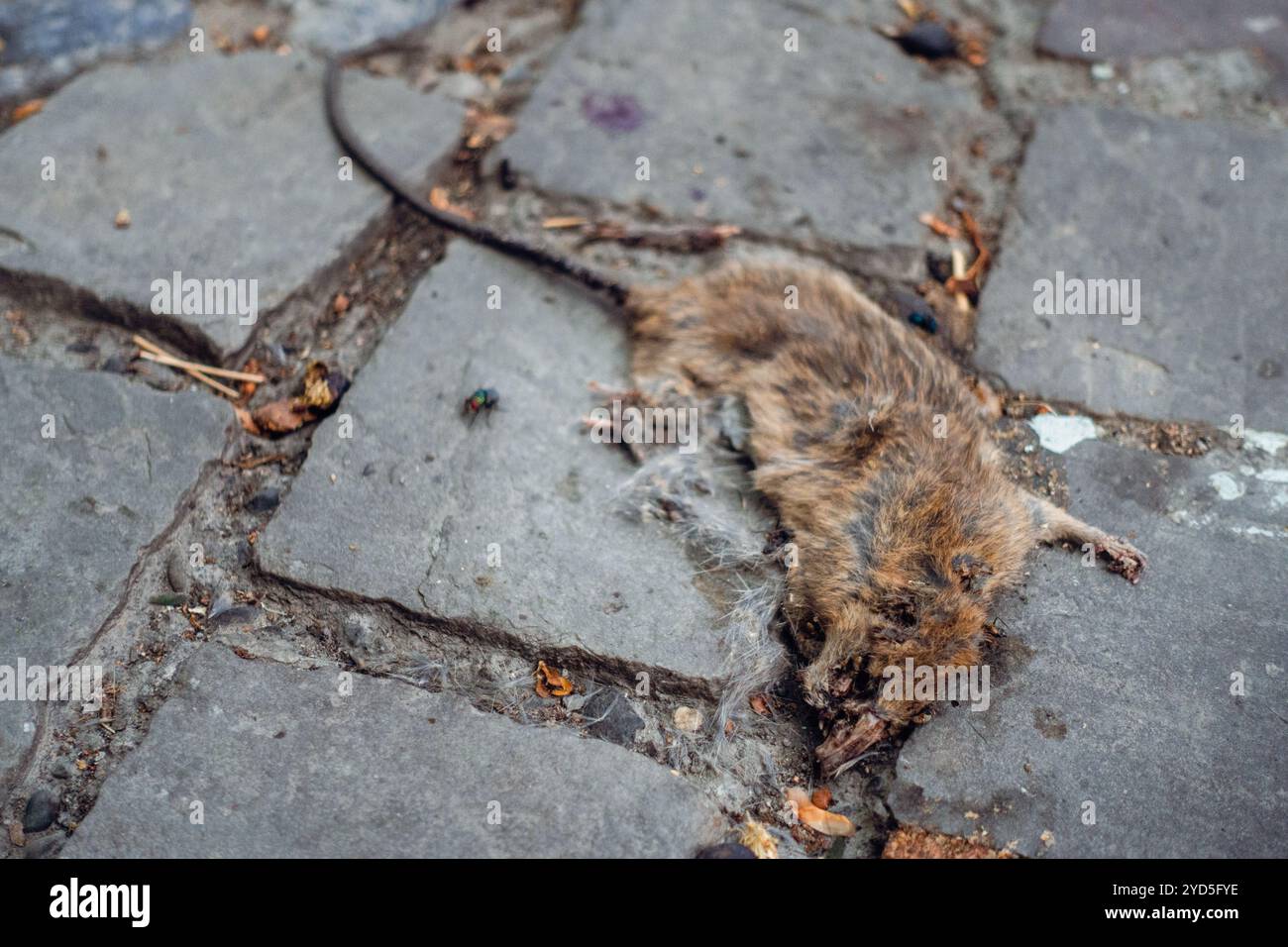 Eine detaillierte Nahaufnahme einer toten Maus, die die natürliche Zersetzung in Uttarakhand, Indien, mit strukturierten Details und düsteren Tönen zeigt. Stockfoto