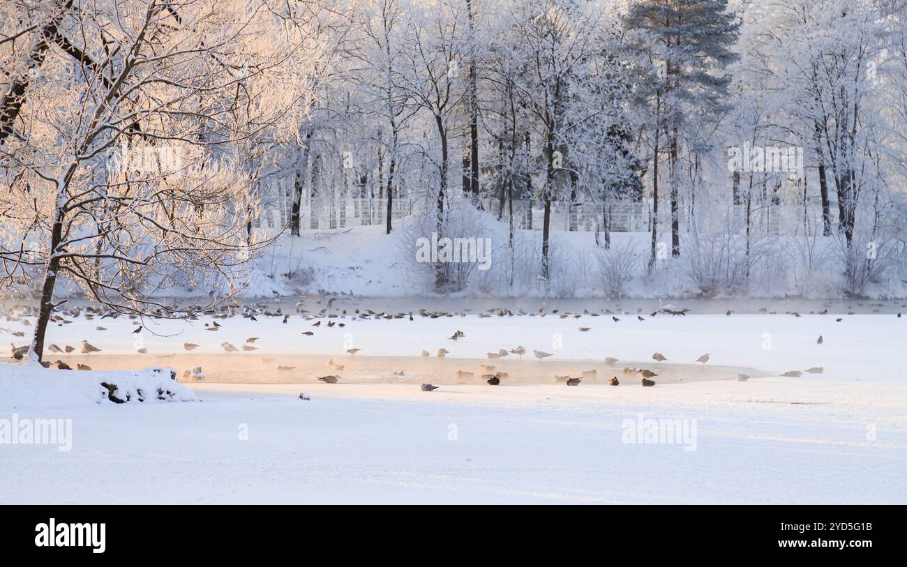 Winter schneebedeckte Parklandschaft. Der Bildschirmschoner ist Winter. Ein schneebedecktes Bild. Titelbild Stockfoto