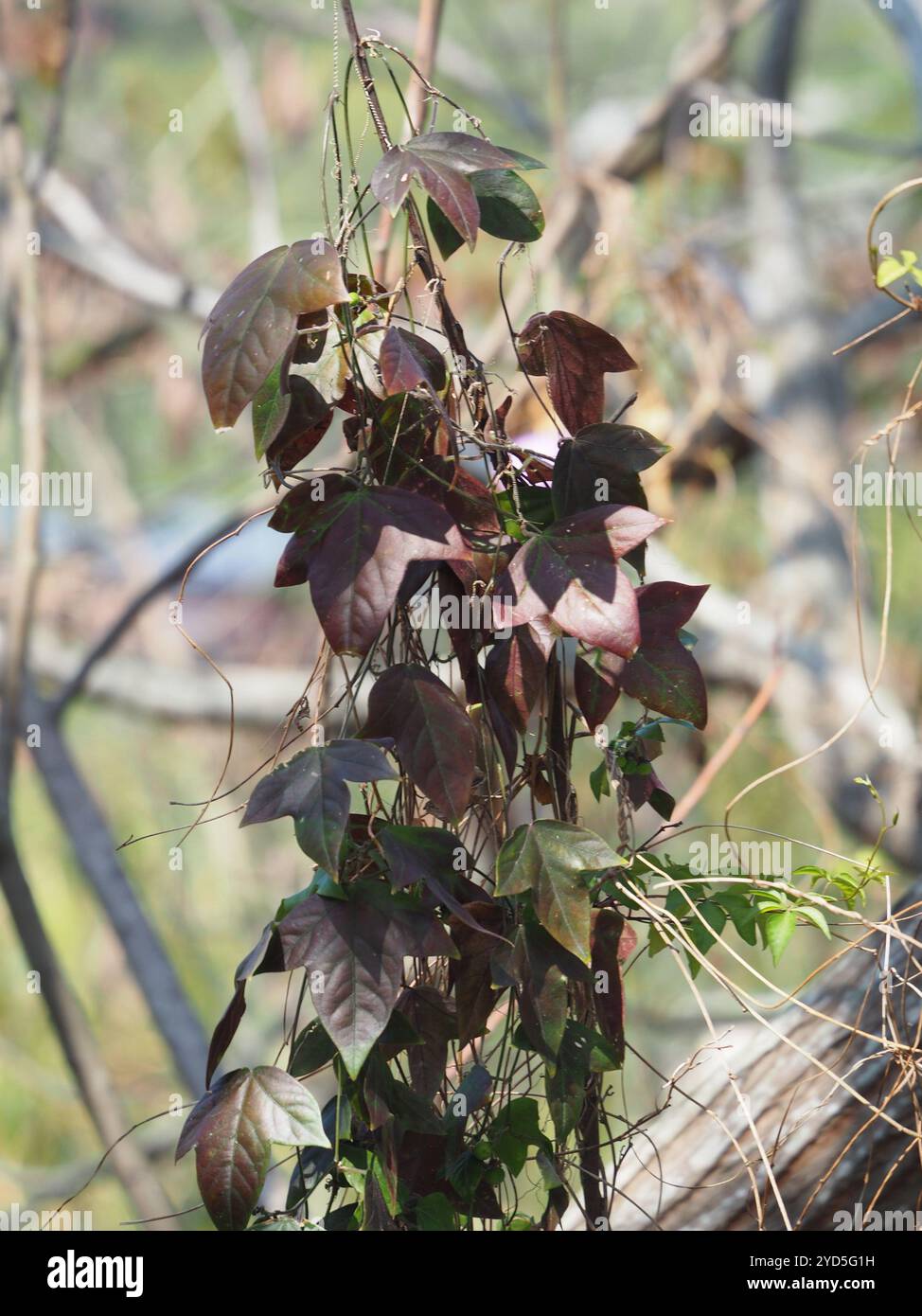 Corkystem Passionsblume (Passiflora suberosa) Stockfoto