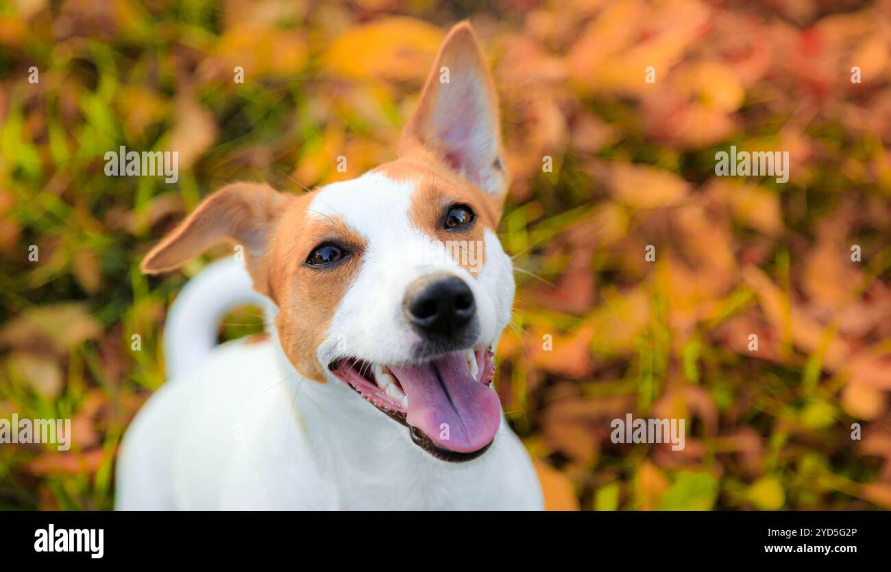 Porträt eines Jack Russell Hundes. Der süße Hund ist jung. Fotos für Notizbücher. Ein Haustier Stockfoto