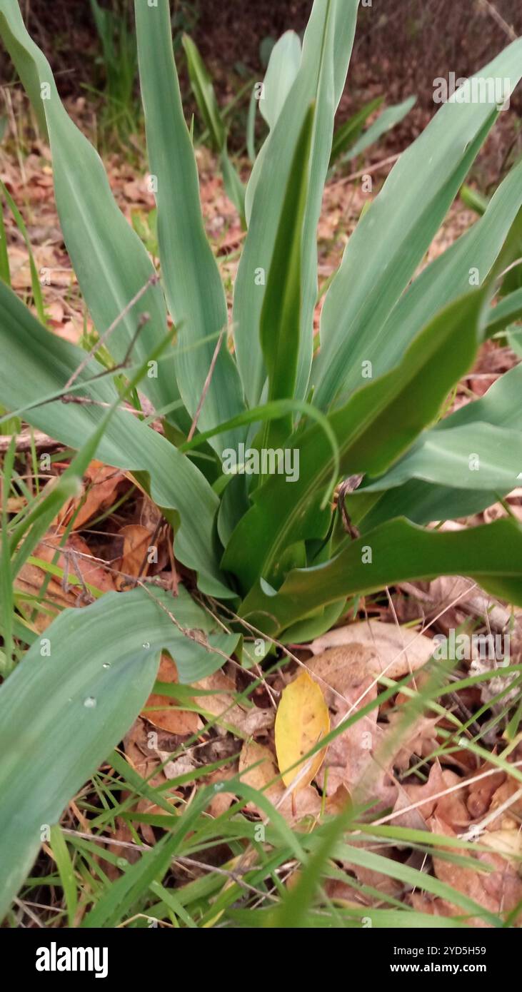 Wellige Seifenpflanze (Chlorogalum pomeridianum) Stockfoto