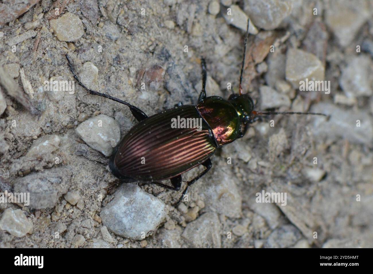 (Poecilus cupreus) Stockfoto