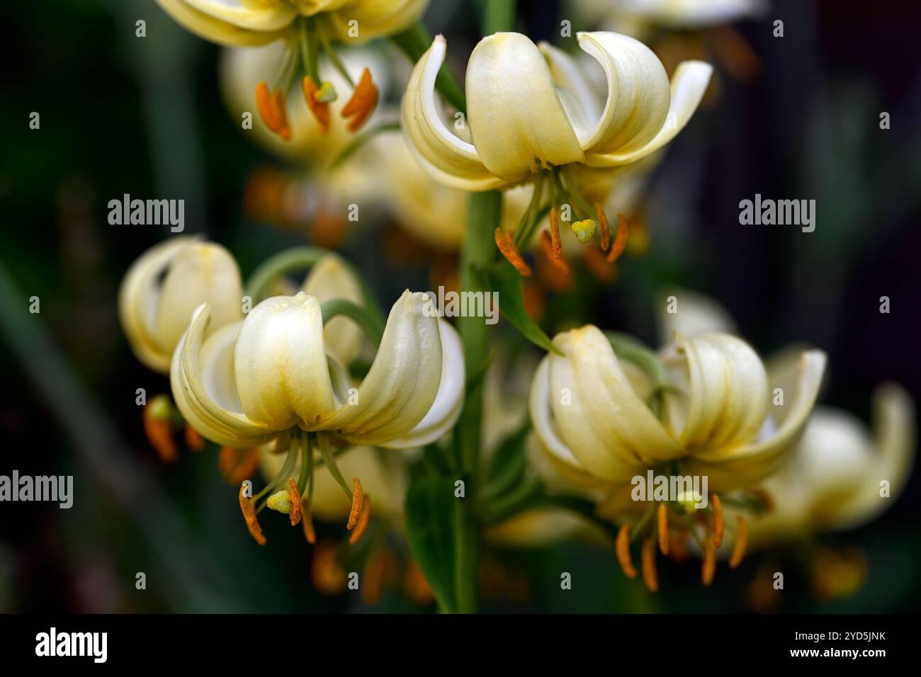 Lilium Martinprinzessin alice, weiße bis grünlich gelbe Blumen, Martinlilien, turks Cap Lily, RM Floral Stockfoto