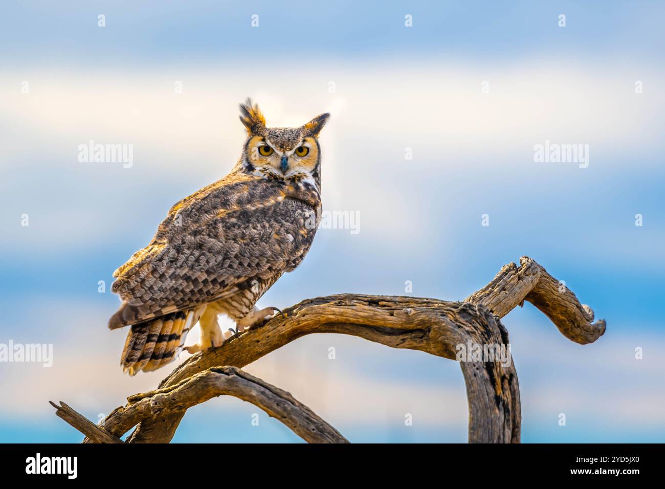Eine große gehörnte Eule in Tucson, Arizona Stockfoto