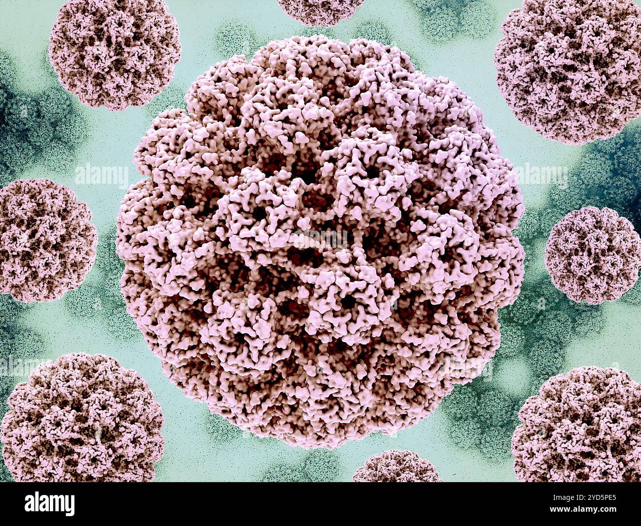 3D-Renderings des humanen Papillomavirus (HPV)-Kapsids (rosa) vor einem Hintergrundbild, das eine Transmissionselektronenmikrographie des HPV-Virus darstellt. Stockfoto