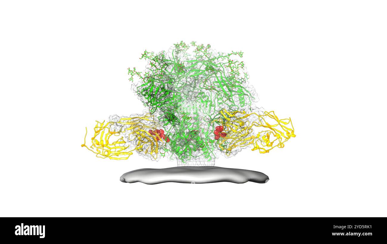 Dieses Proteinstrukturdiagramm veranschaulicht die Position des Fusionspeptidepitops (rot) auf dem HIV-Spike (grün). Stockfoto