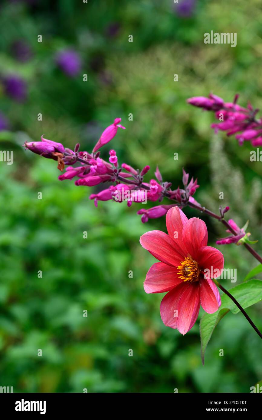 dahlien, Salvia Involucrata boutin, rosa rote Blumen, Dahlien und salvia Blume, Dahlien und salvia Blumen, gemischtes Bett, gemischte Grenze, heiße Grenze, Garten, Gärten Stockfoto