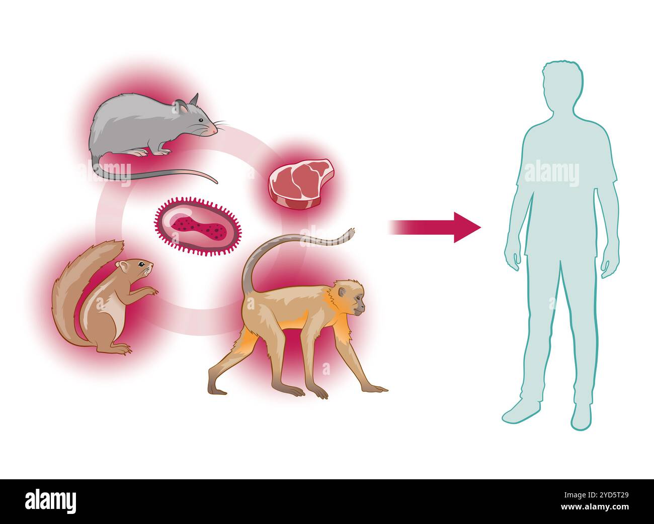 Tierisch-menschliche Ubertragung des Mpox-Virus. Stockfoto