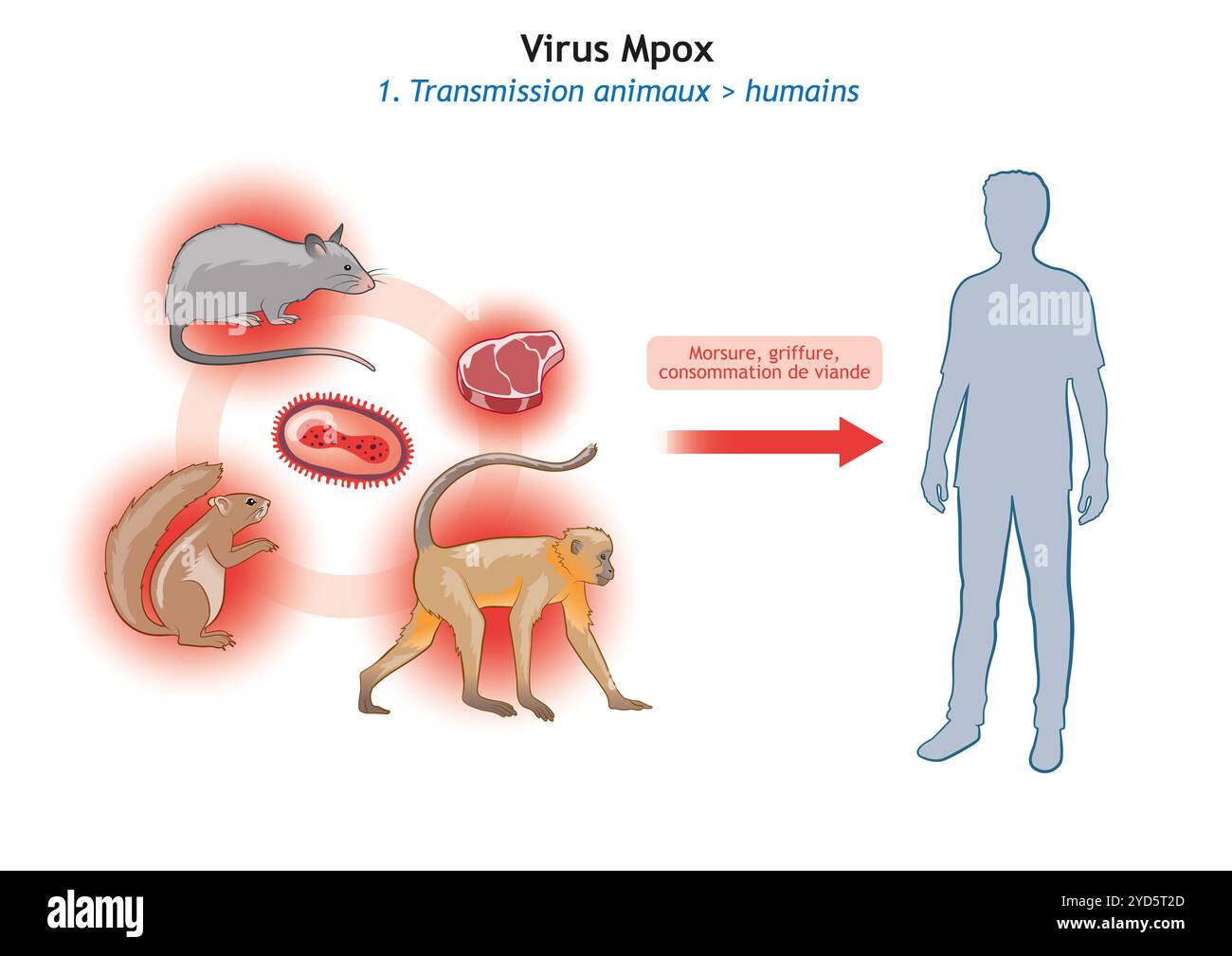 Tierisch-menschliche Ubertragung des Mpox-Virus. Stockfoto