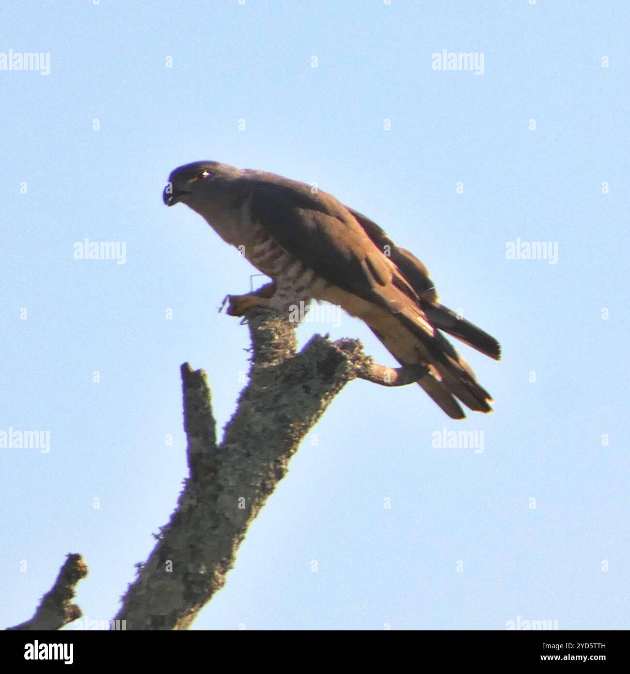 Kuckuckskuckskuckskuckskuckskuckskuckskuckskuckskuken (Aviceda cucuculoides verreauxii) im südlichen Afrika Stockfoto