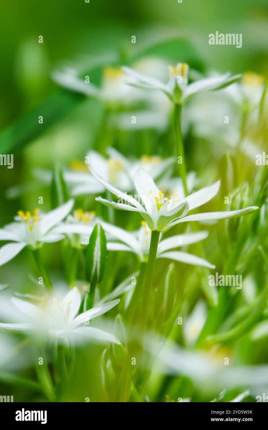 Ornithogalum blüht im Frühjahr Stockfoto