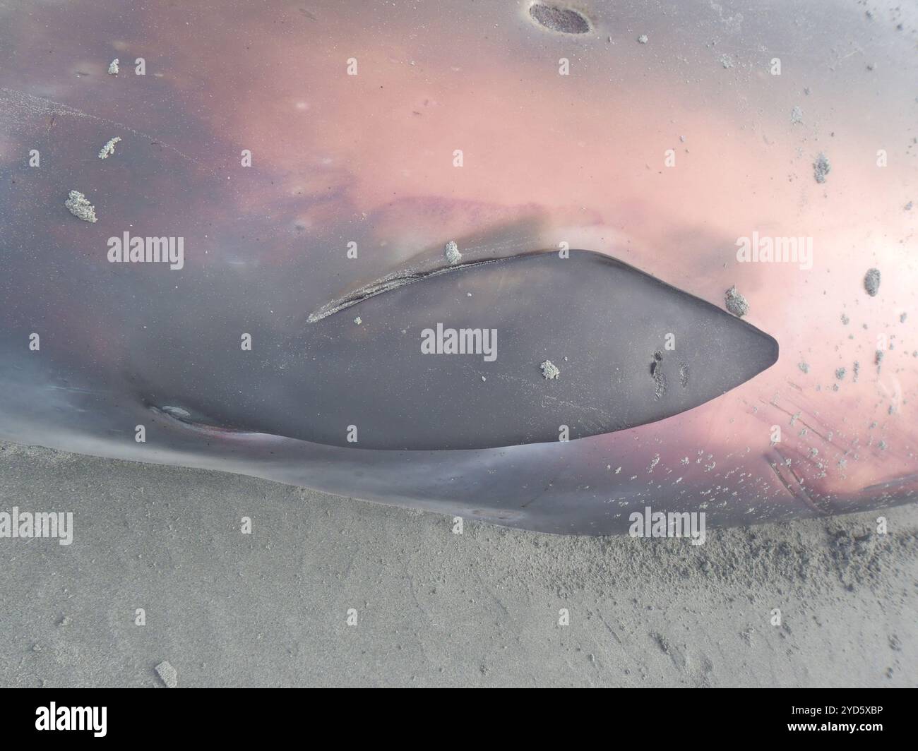 Grauer Schnabelwal (Mesoplodon gryi) Stockfoto